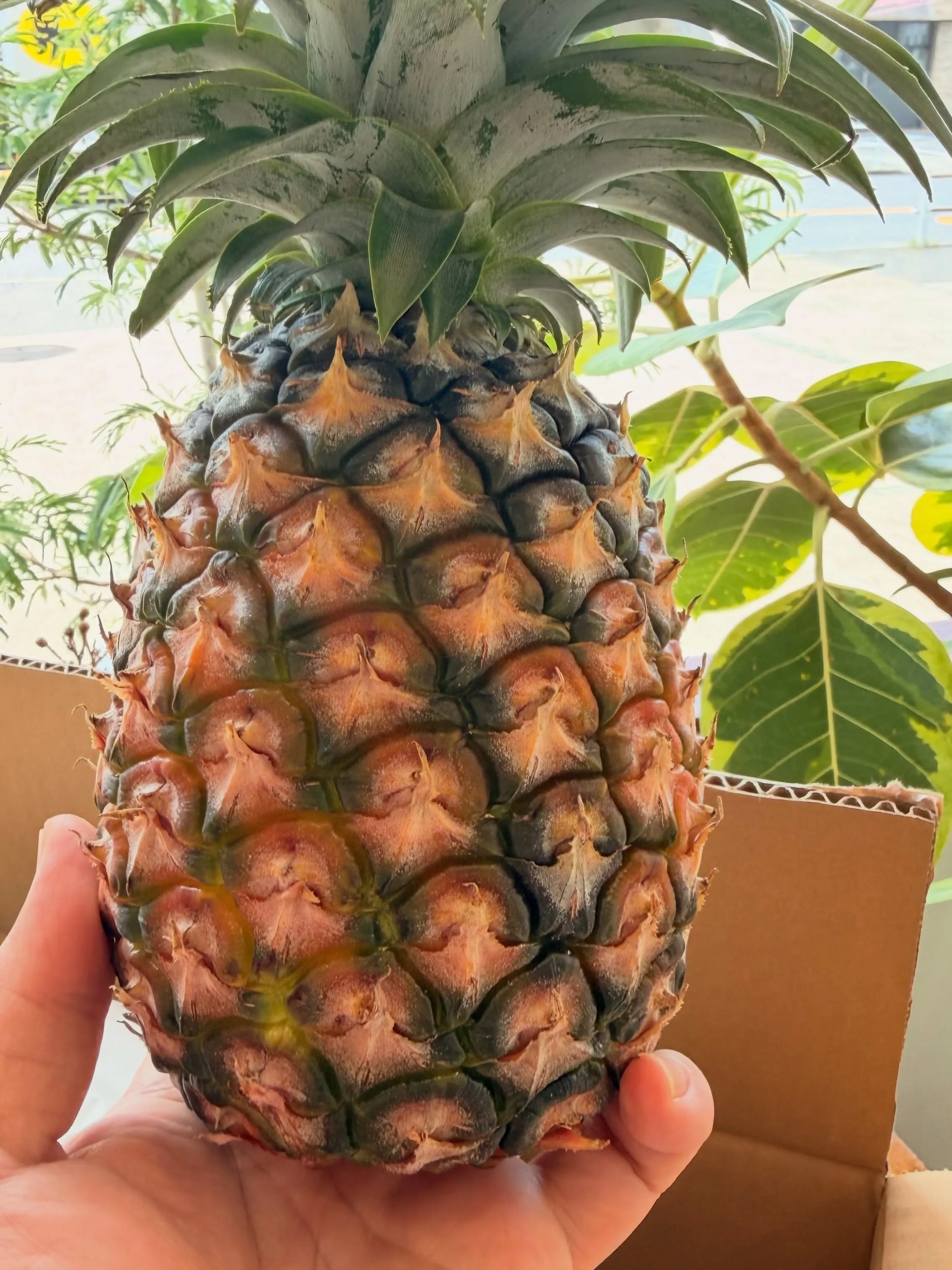 🍍季節限定｜ピーチパインのカスタードパイ
